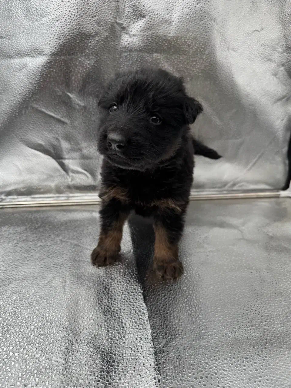 فروش ژرمن|سگ|تهران, درکه|دیوار