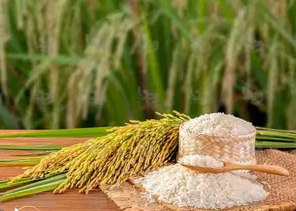 چلتوک چمپا|خوردنی و آشامیدنی|یاسوج, |دیوار