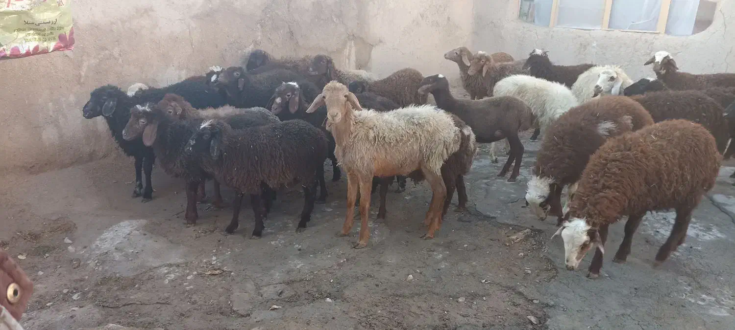 سی راس بره نر و ماده|حیوانات مزرعه|کرمانشاه, |دیوار