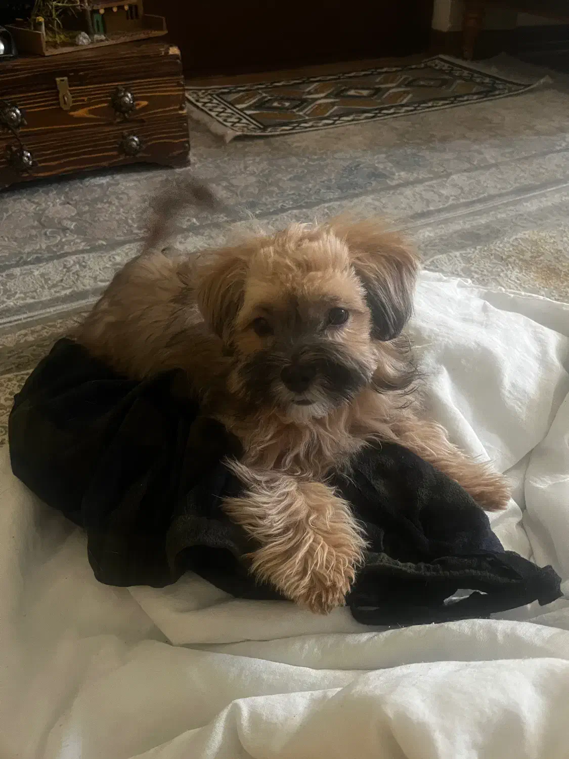 واگذاری سگ شیتزو پودل ۴ ماهه|سگ|کرمان, |دیوار