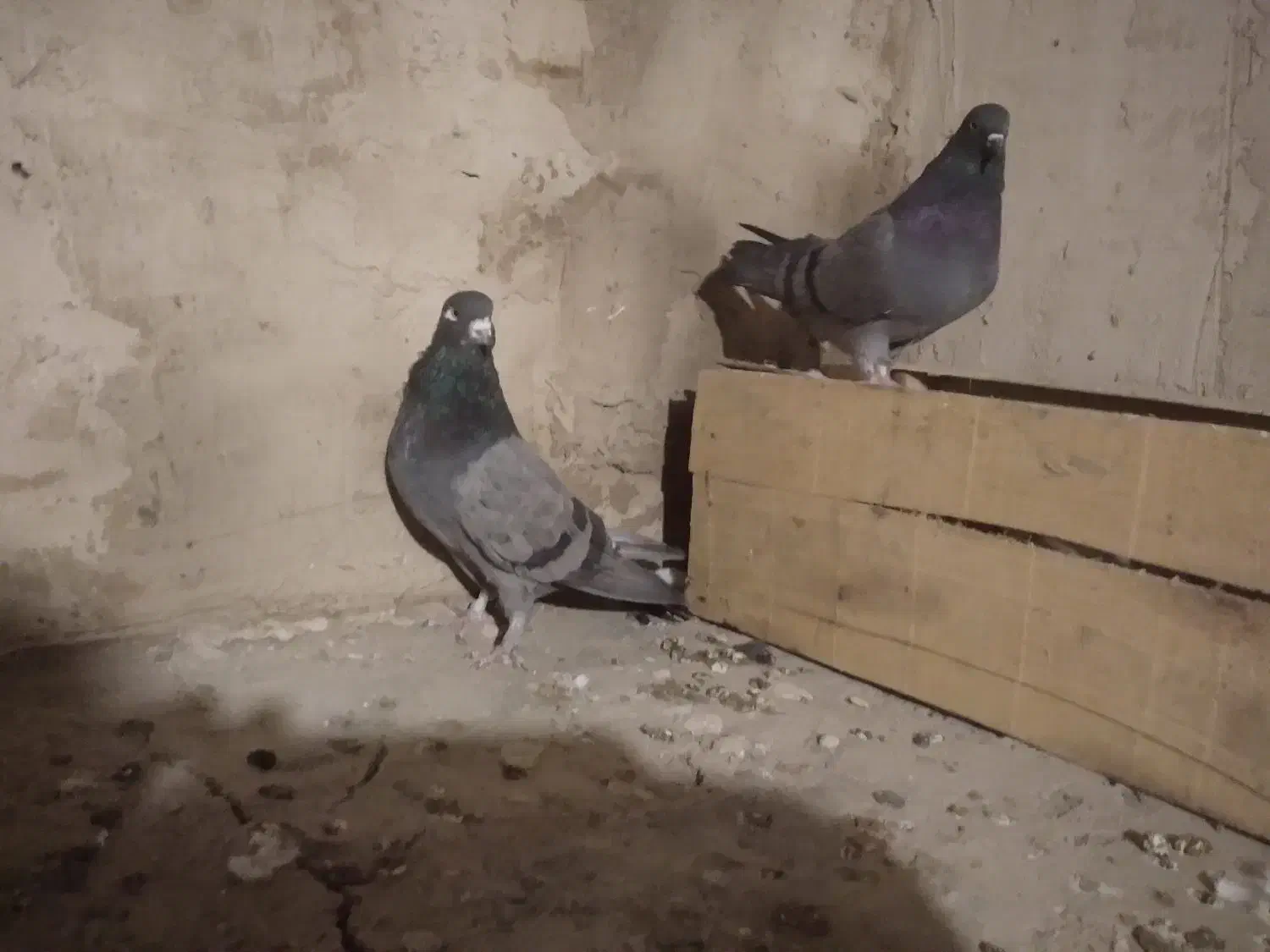 کبوتر|پرنده|قره چای, |دیوار