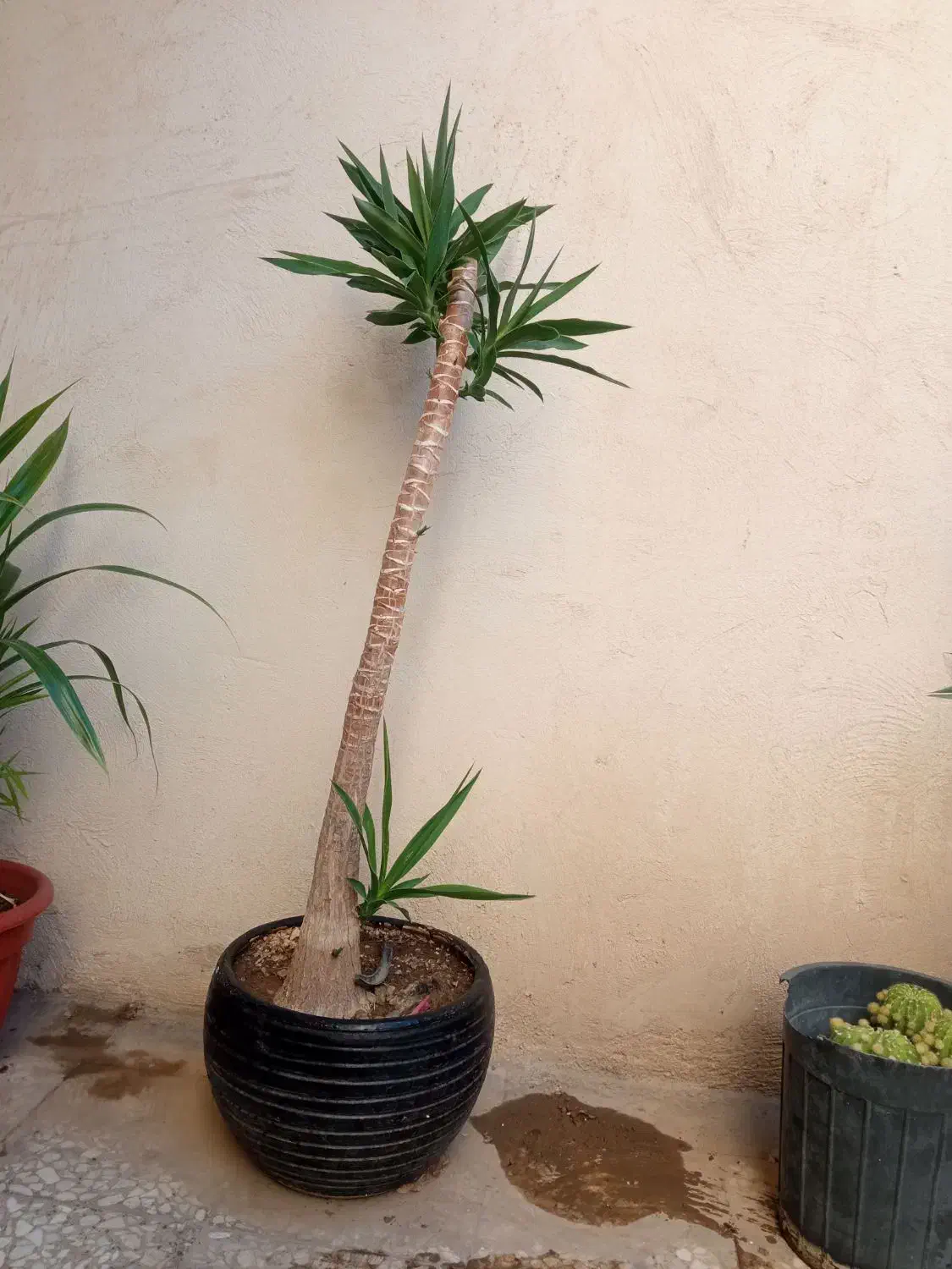 گل یوکا تنه دار|گل و گیاه طبیعی|باغستان, |دیوار