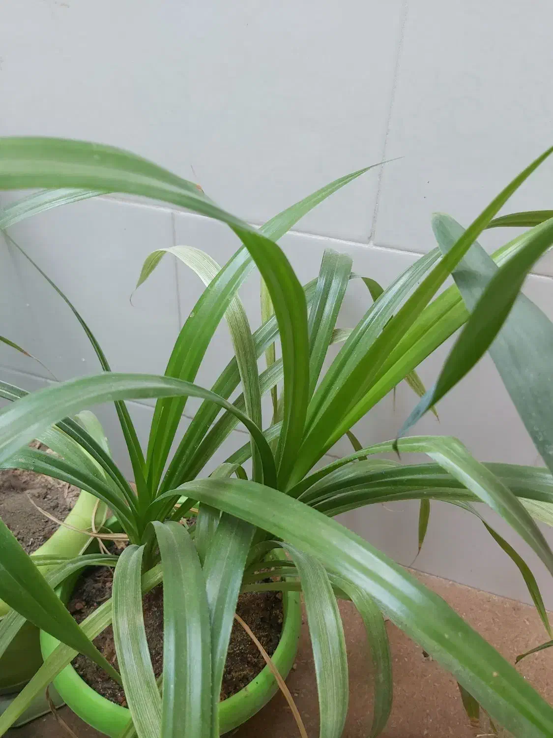 گل طبیعی|گل و گیاه طبیعی|فسا, |دیوار