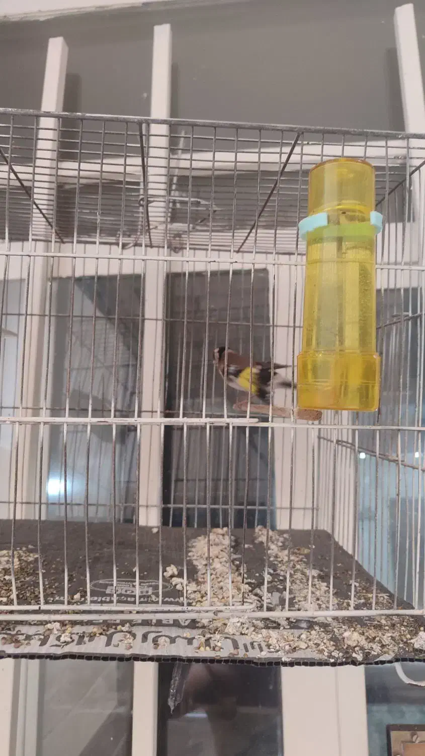 سهره فروشی|پرنده|پاکدشت, حصار امیر|دیوار