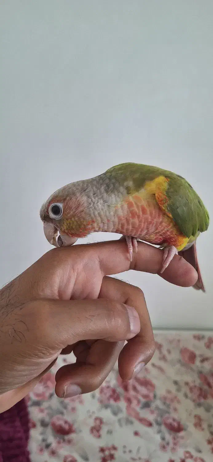 طوطی گرنچیک|پرنده|کرج, باغستان|دیوار