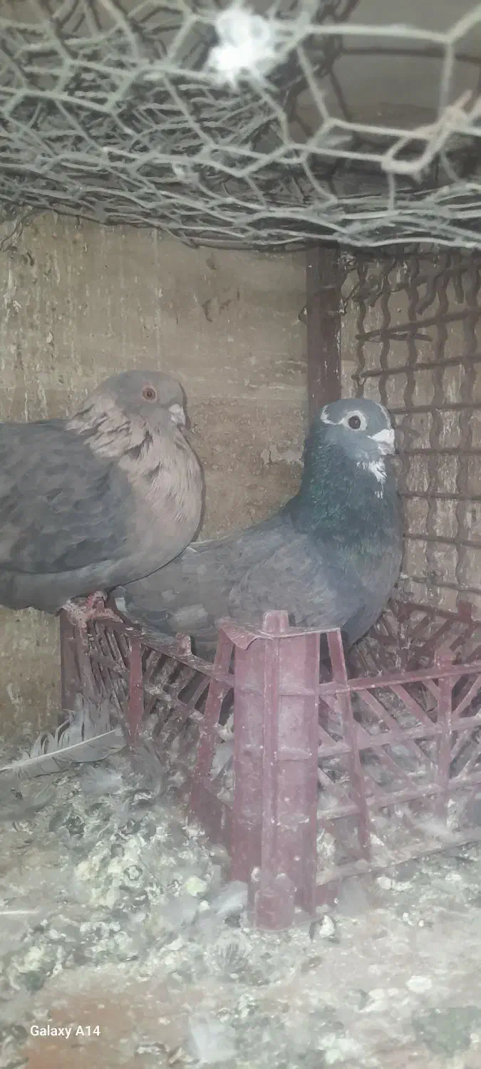 کبوترموشی نوک ریز طلایی سبز نقره ای|پرنده|شریف‌آباد, |دیوار