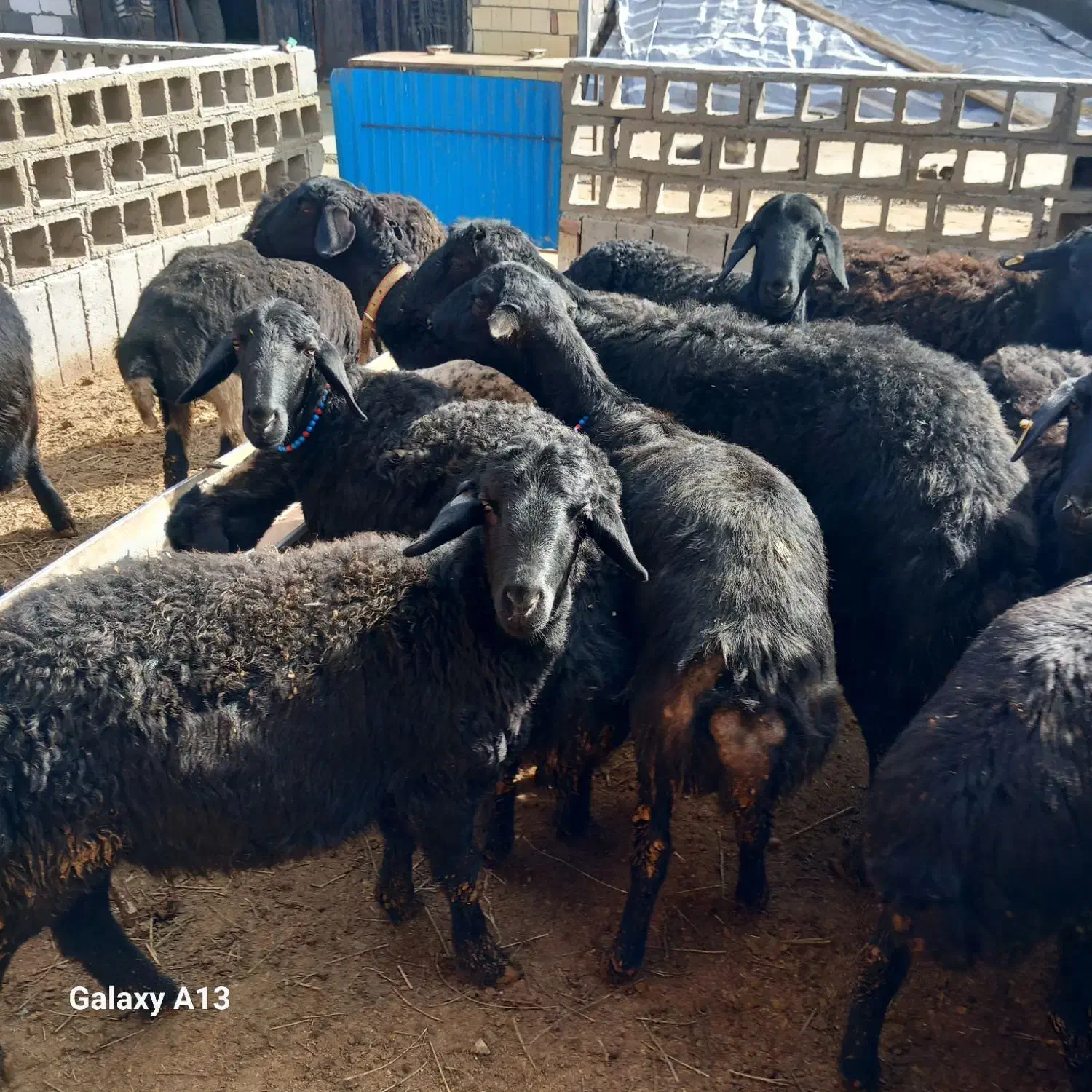 گوسفند|حیوانات مزرعه|لیلان, |دیوار