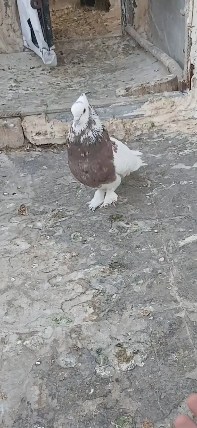 طوقی|پرنده|شیراز, شهرک دارایی|دیوار