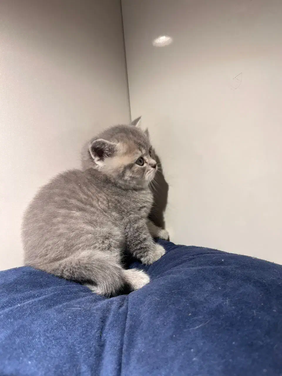 پسر بچه بریتیش مو کوتاه سیلور|گربه|اصفهان, رزمندگان|دیوار