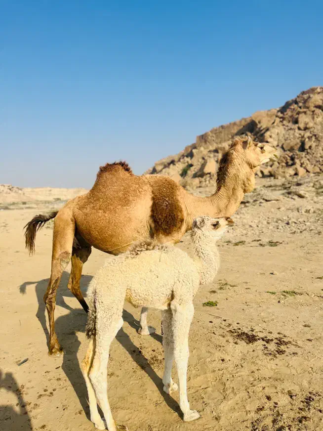 شتر|حیوانات مزرعه|قشم, |دیوار