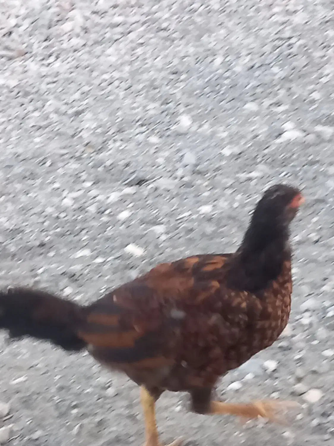 شش عدد مرغ محلی|حیوانات مزرعه|فاریاب, |دیوار