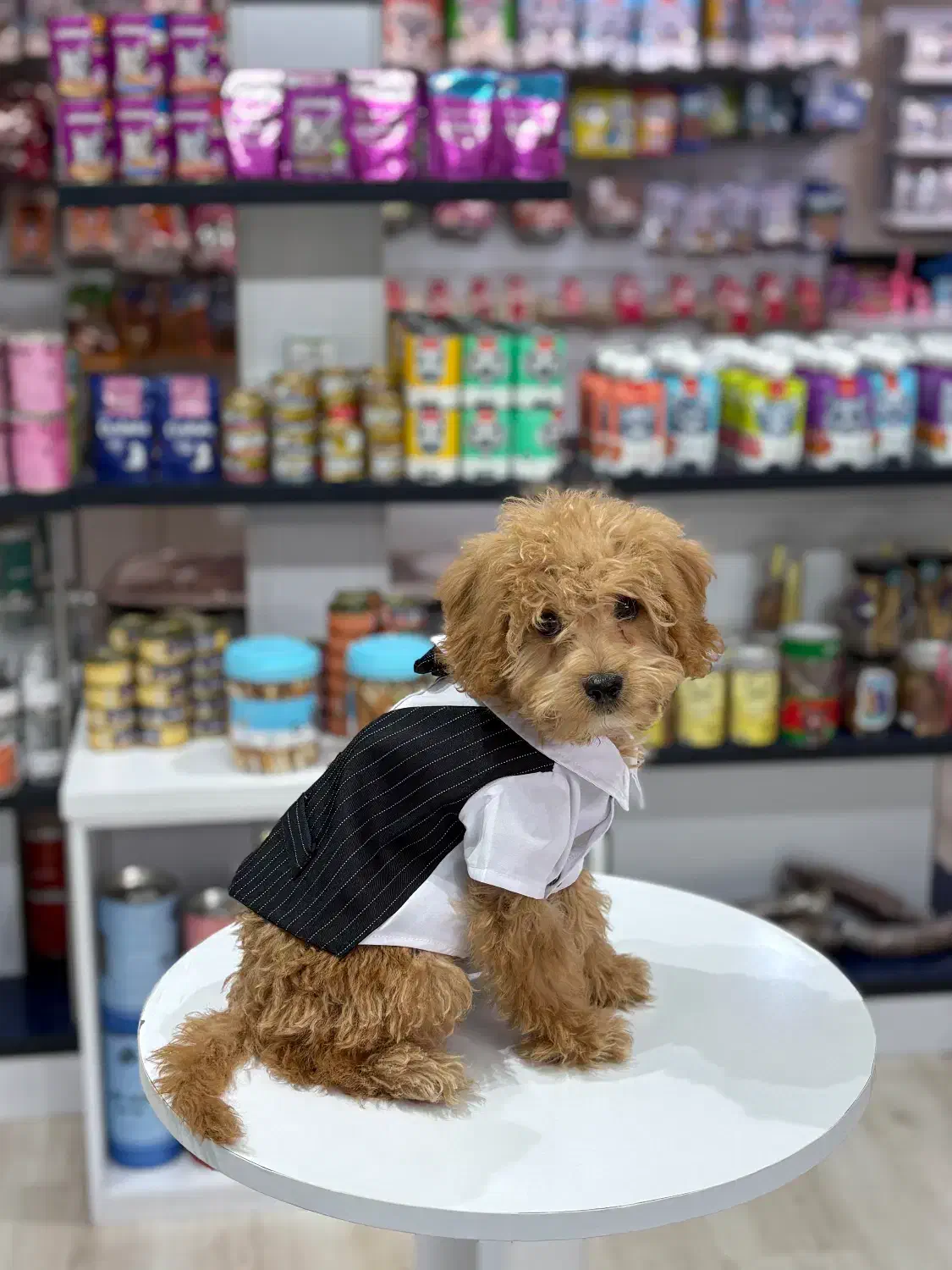 سگ توی پودل رنگ‌رد|سگ|کرج, گلشهر|دیوار