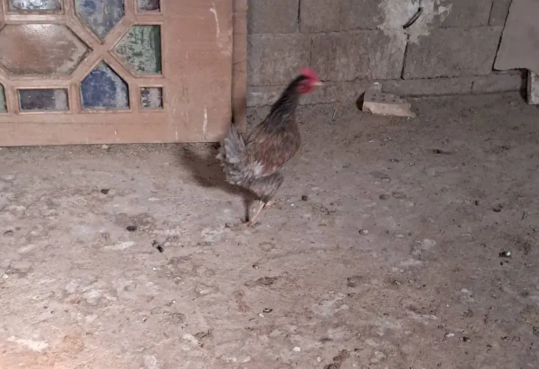 مرغ تخمگذار|حیوانات مزرعه|مبارکه, |دیوار