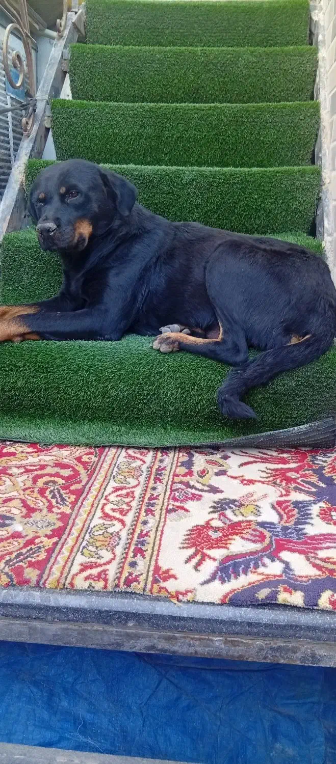 سگ روتوایلر|سگ|کهریزک, |دیوار