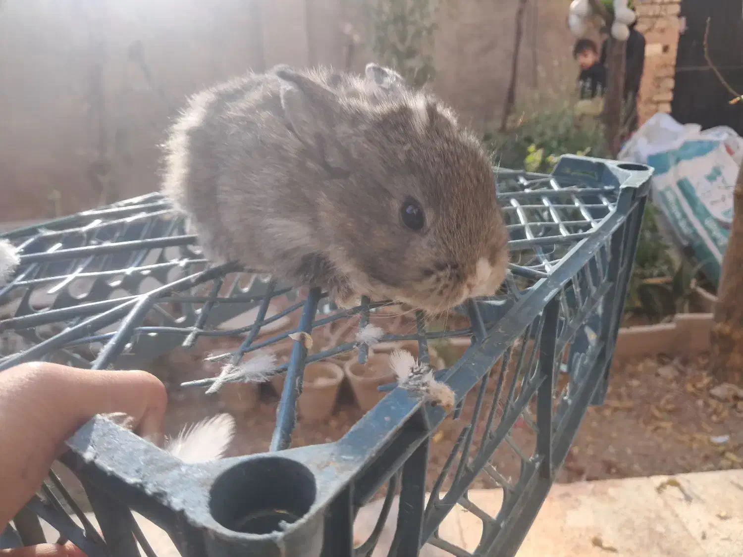 خرگوش پشمالو|موش و خرگوش|اسفراین, |دیوار