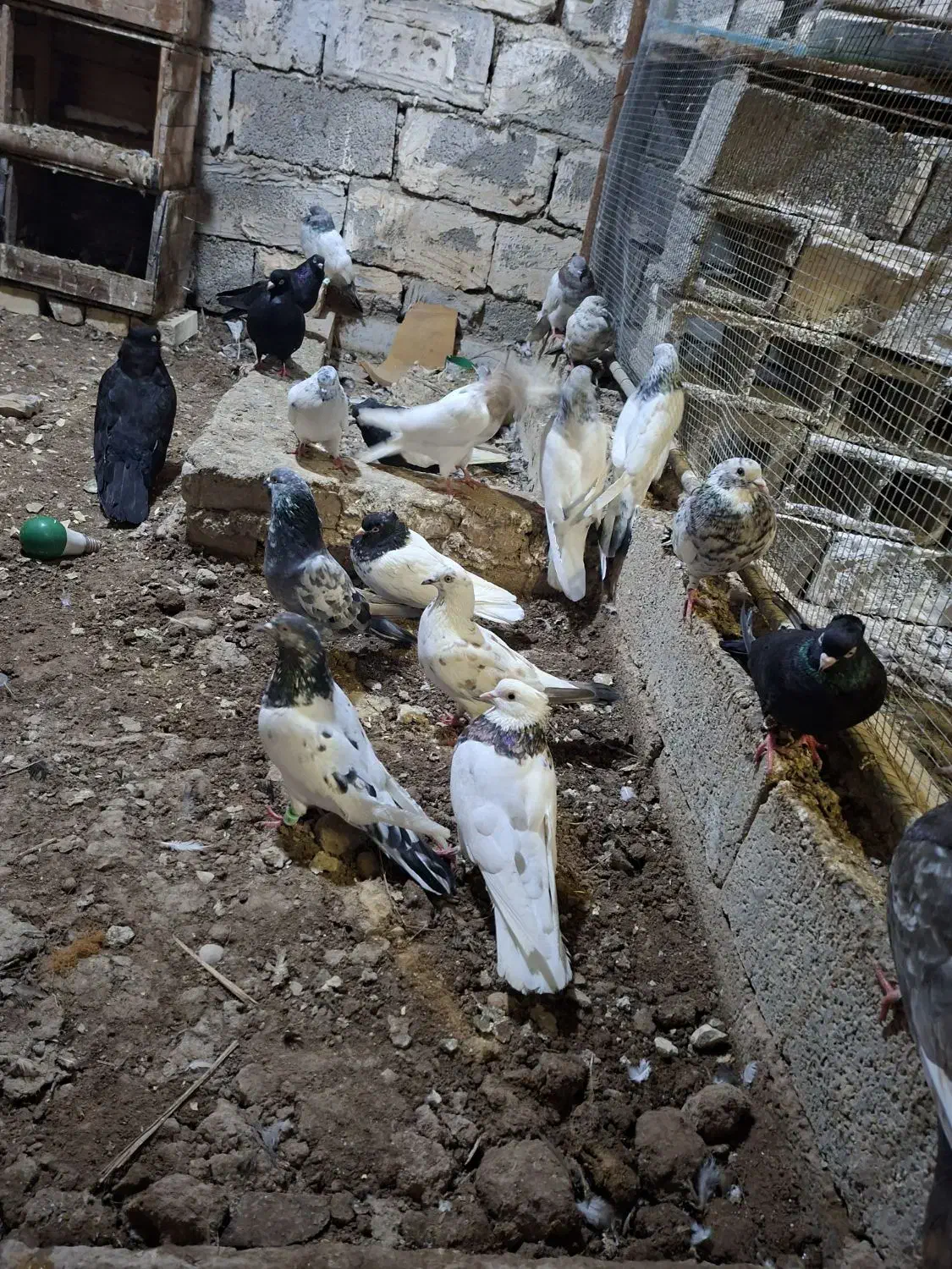 کبوتر|پرنده|خرمشهر, |دیوار