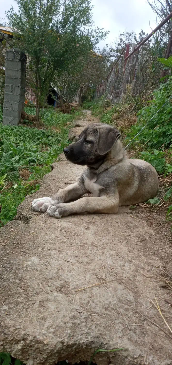 توله سرابی|سگ|رحیمآباد, |دیوار