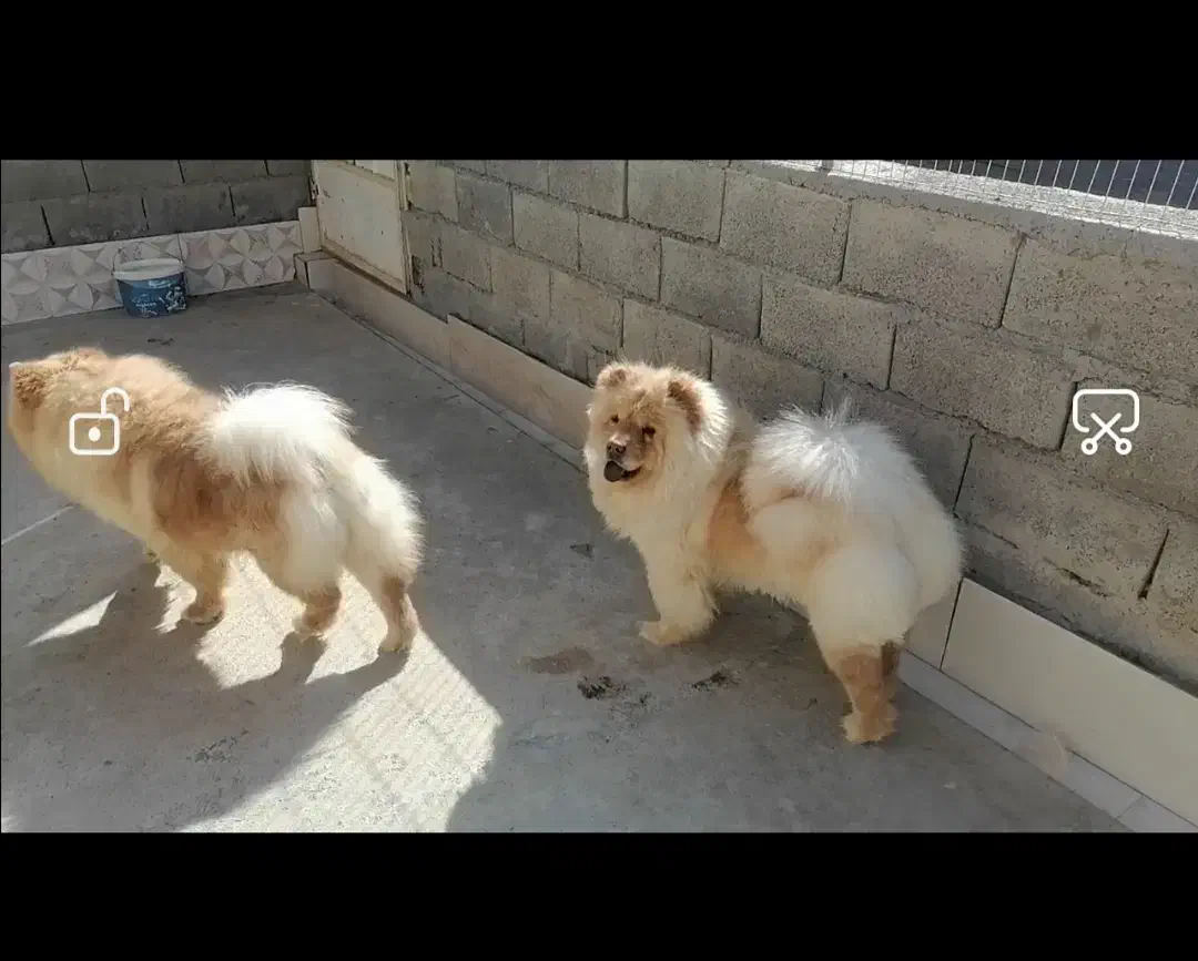 چاو چاو اصیل|سگ|اصفهان, باغ زرشک|دیوار