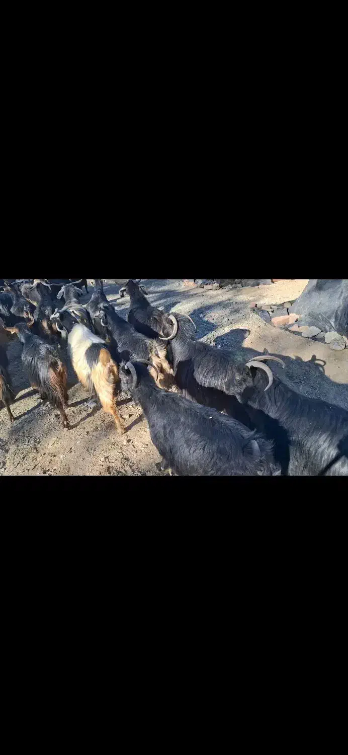 بوزگوشتی|حیوانات مزرعه|مریوان, |دیوار