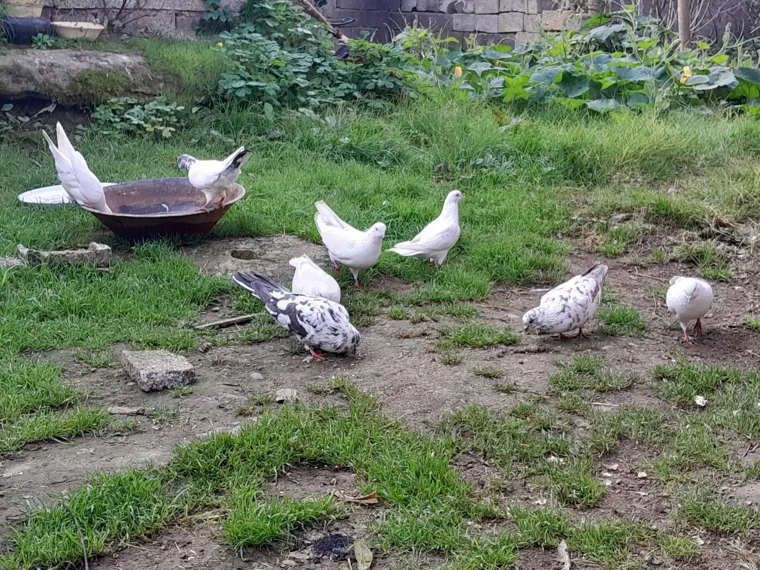 کبوتر پرشی|پرنده|لشت نشا, |دیوار