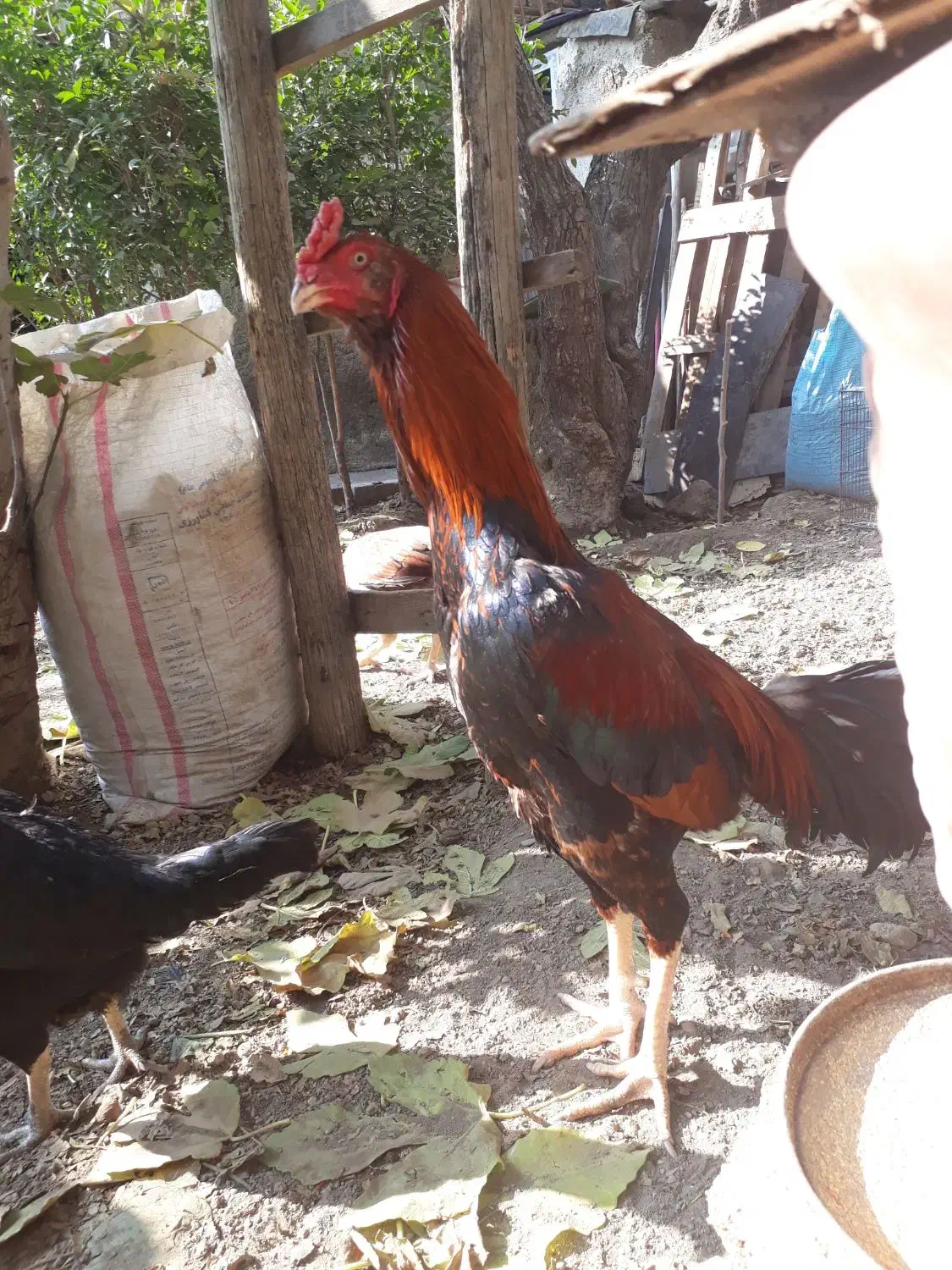 خروس لاری ۷.۵ ماهه نسل دار|حیوانات مزرعه|هشتگرد, تهران دشت|دیوار