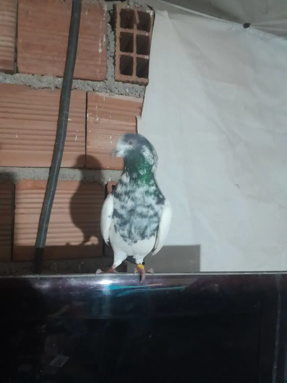 کله دم سیز اس ساعت بالا|پرنده|رشت, کوی عرفان|دیوار