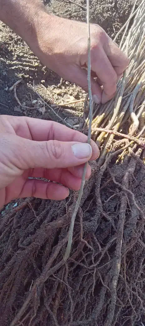 نهال آلوچه ، نلک پایه پیوند، درخت ،نهالستان درمشهد|خدمات باغبانی و درختکاری|مشهد, خواجه ربیع|دیوار