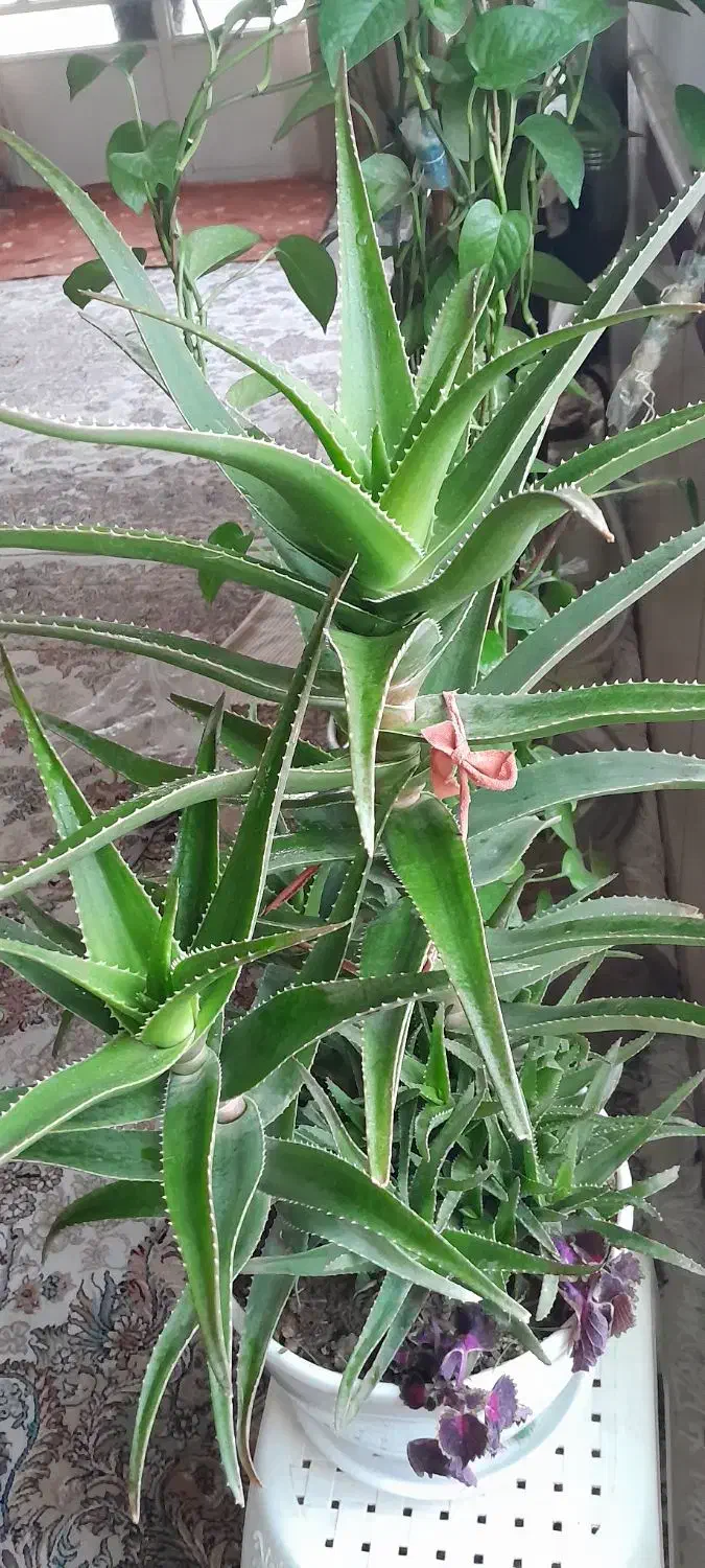 گل قشنگ وبا طراوت|گل و گیاه طبیعی|بجنورد, |دیوار