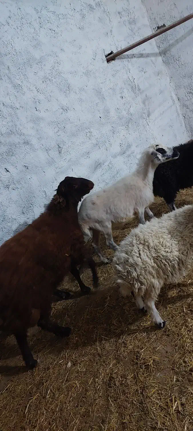 بره نر و ماده|حیوانات مزرعه|اصفهان, قهجاورستان|دیوار