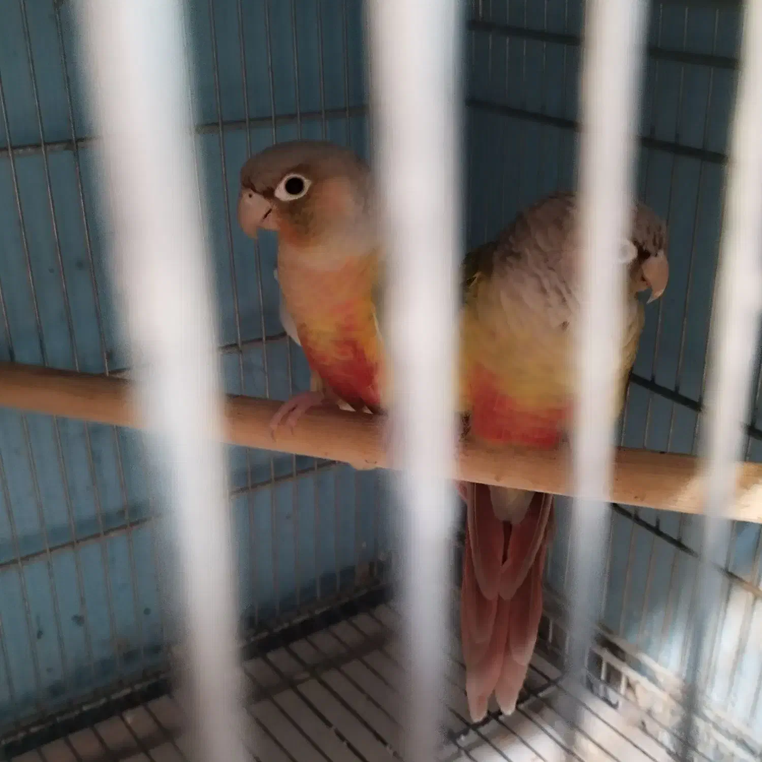 گرینچک جفت مولد رنگهای مختلف دهن جور|پرنده|رباطکریم, رباطکریم|دیوار