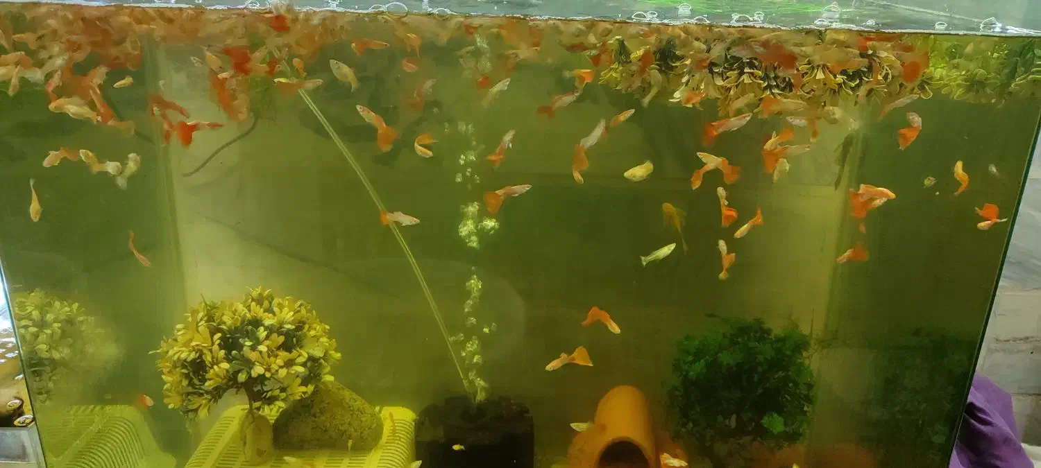 گوپی مولی دمشمشیری پرت پلار|ماهی|پاکدشت, پاکدشت (مامازند)|دیوار