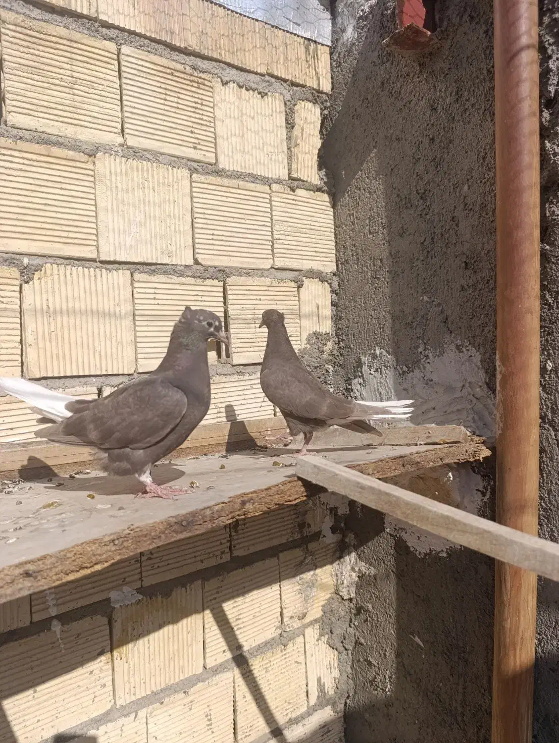 جفت سرکه ای دم سفید سو سرور|پرنده|اصفهان, مرداویج|دیوار