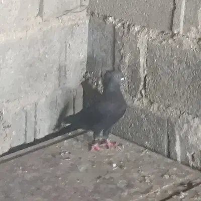 زاغ ماده درجه یک|پرنده|لامرد, |دیوار