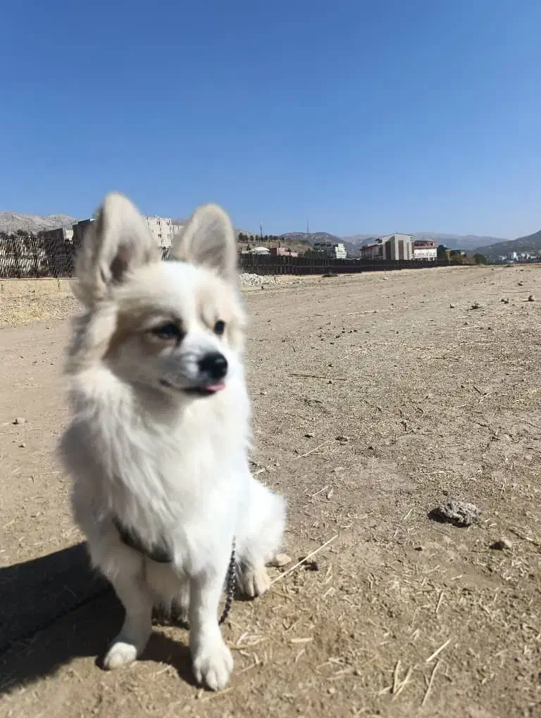 سگ پامر نژادار|سگ|یاسوج, |دیوار