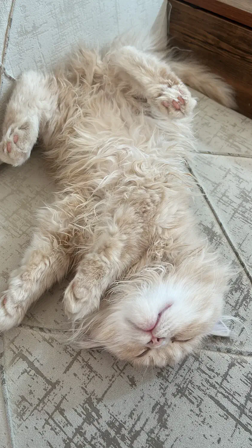 واگرازی گربه پرشین|گربه|شیراز, زند|دیوار