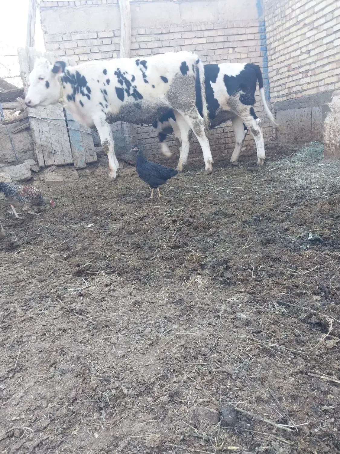 گوساله ماده|حیوانات مزرعه|ماهنشان, |دیوار