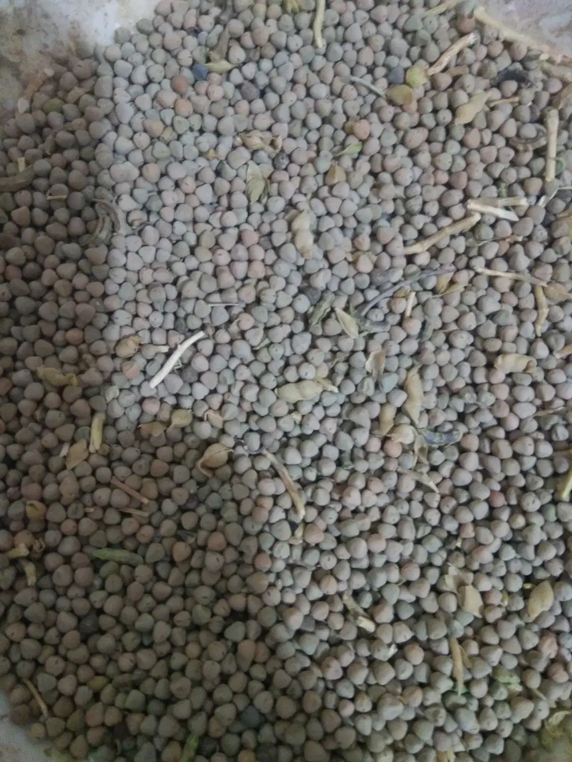 گاودانه بو جاری شده|عمده‌فروشی|شراء, |دیوار