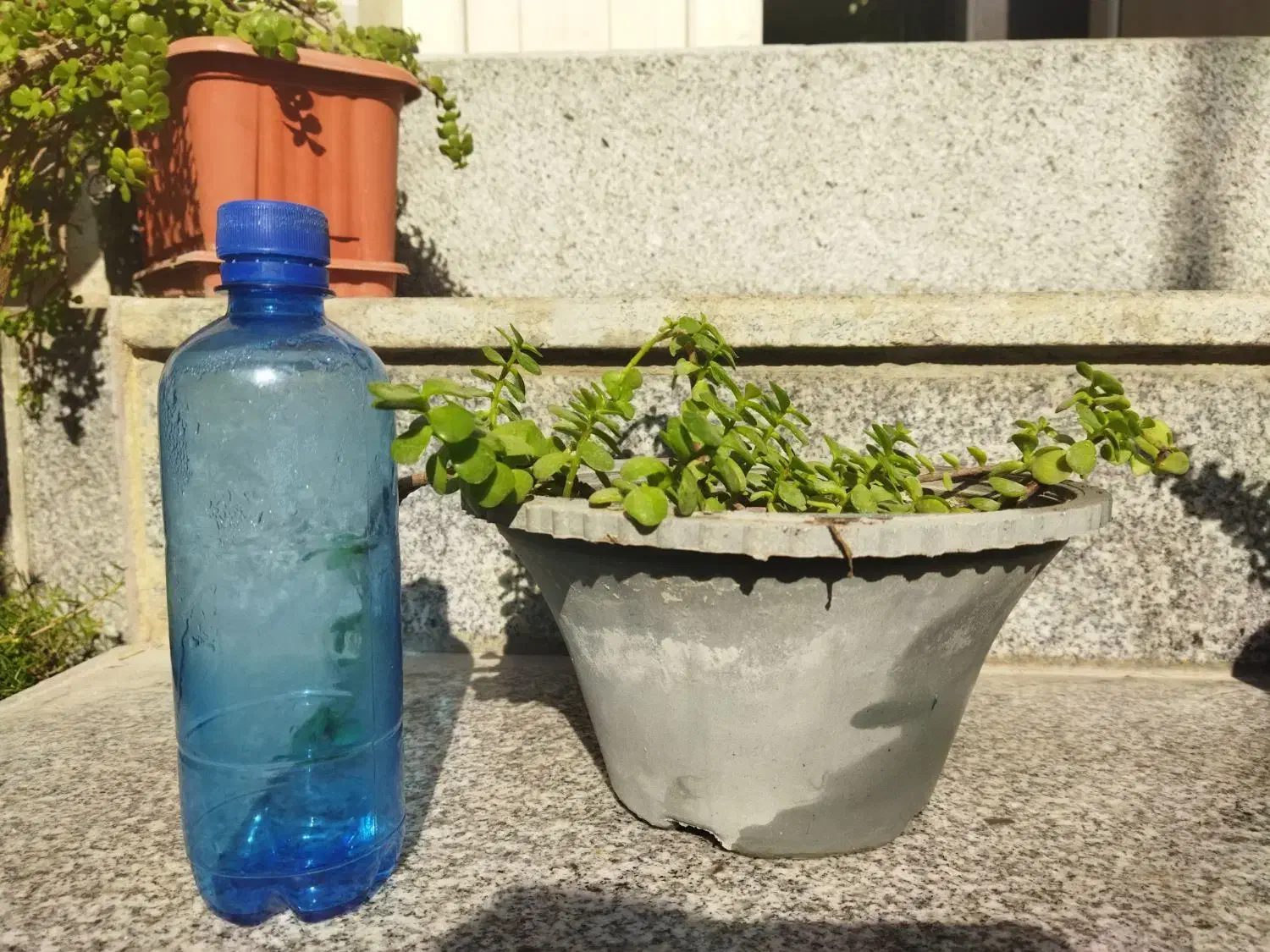 فروش گل|حراج|کازرون, |دیوار