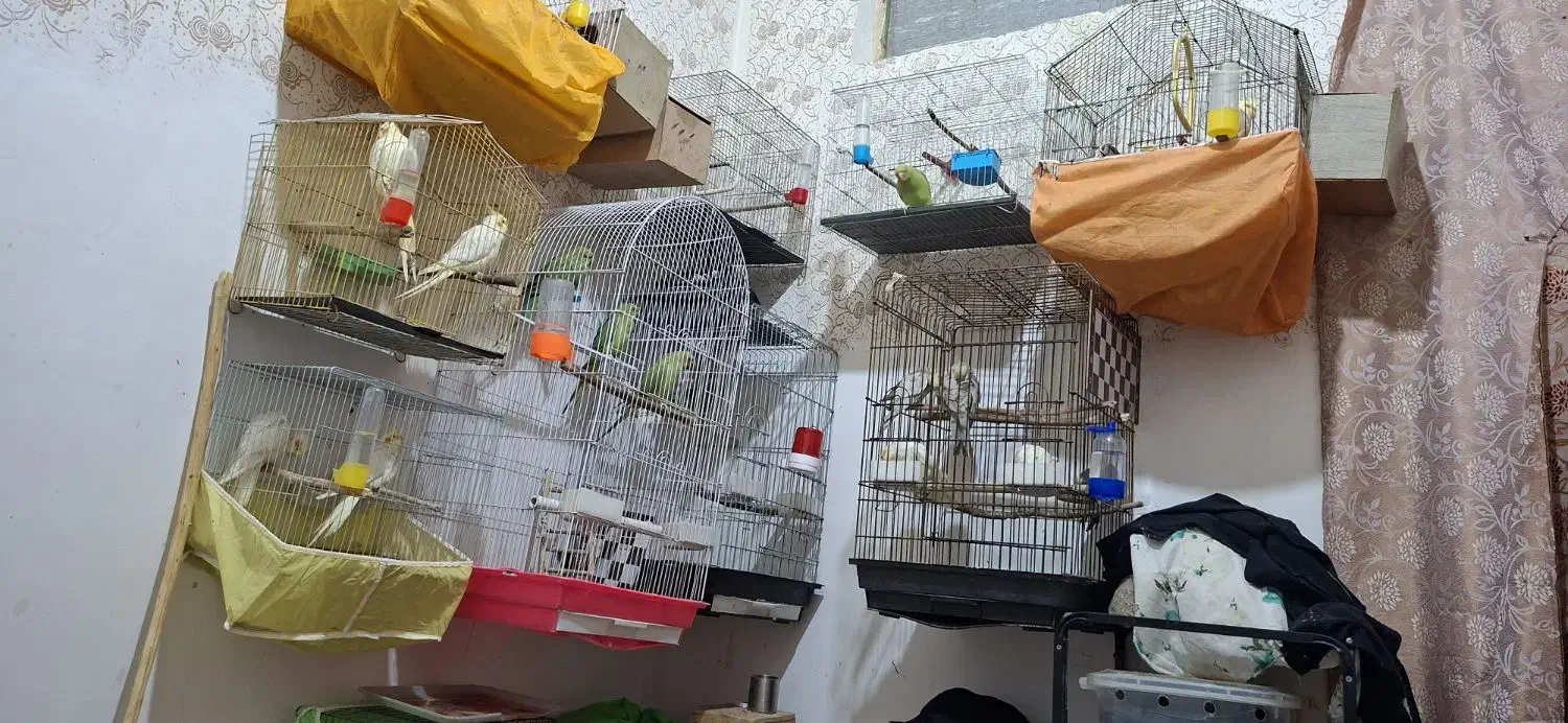 فروش تعدادی عروس هلندی و طوطی ملنگو|پرنده|شوش, |دیوار