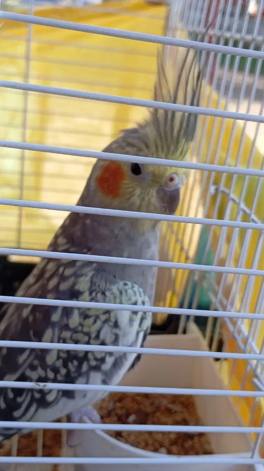 3تا عروس هلندی یکی نر 2تا ماده|پرنده|سنگر, |دیوار