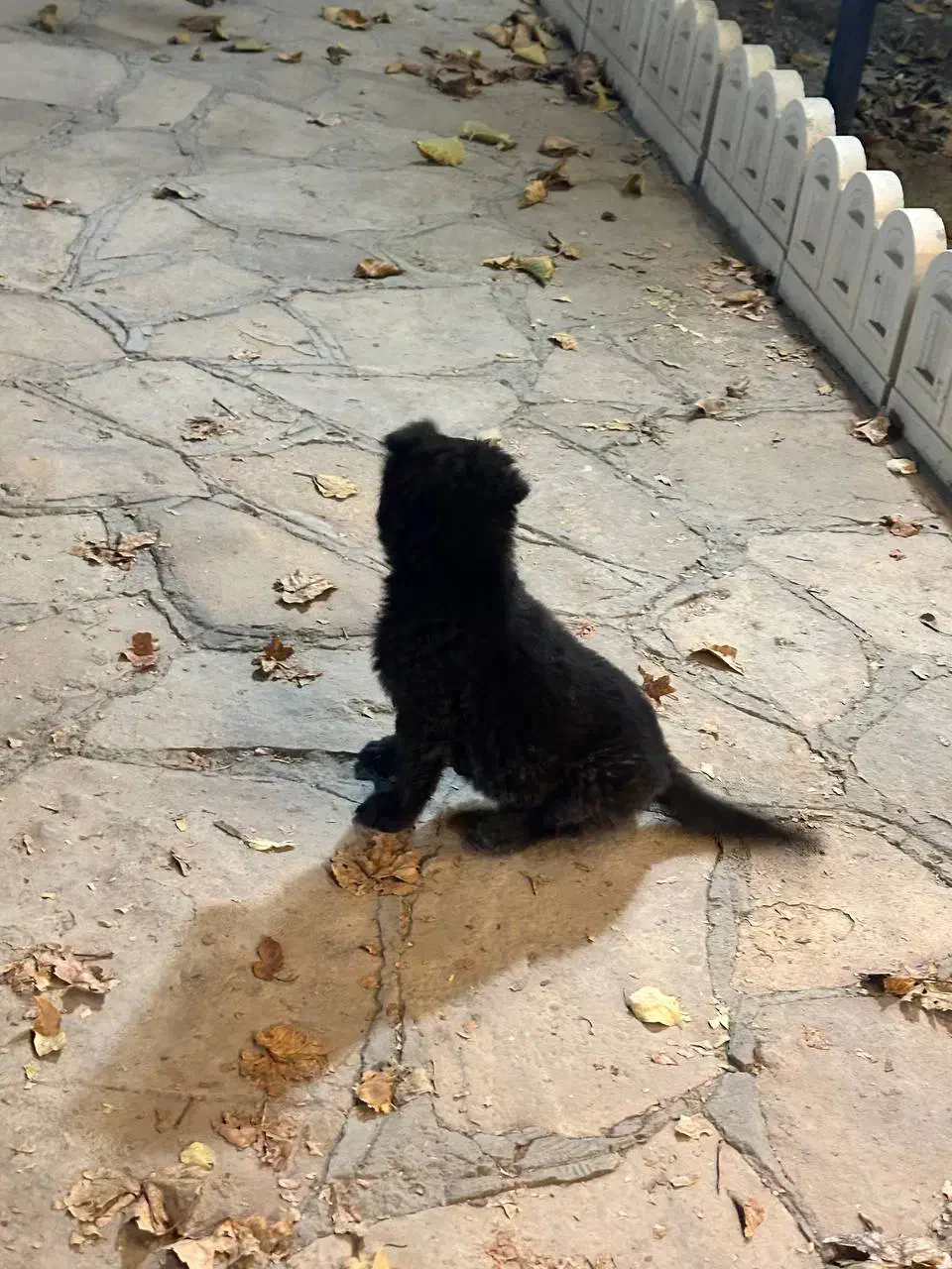 توله ژرمن شیپرد بلک مو بلند 2ماهه|سگ|مشهد, ویلاشهر|دیوار