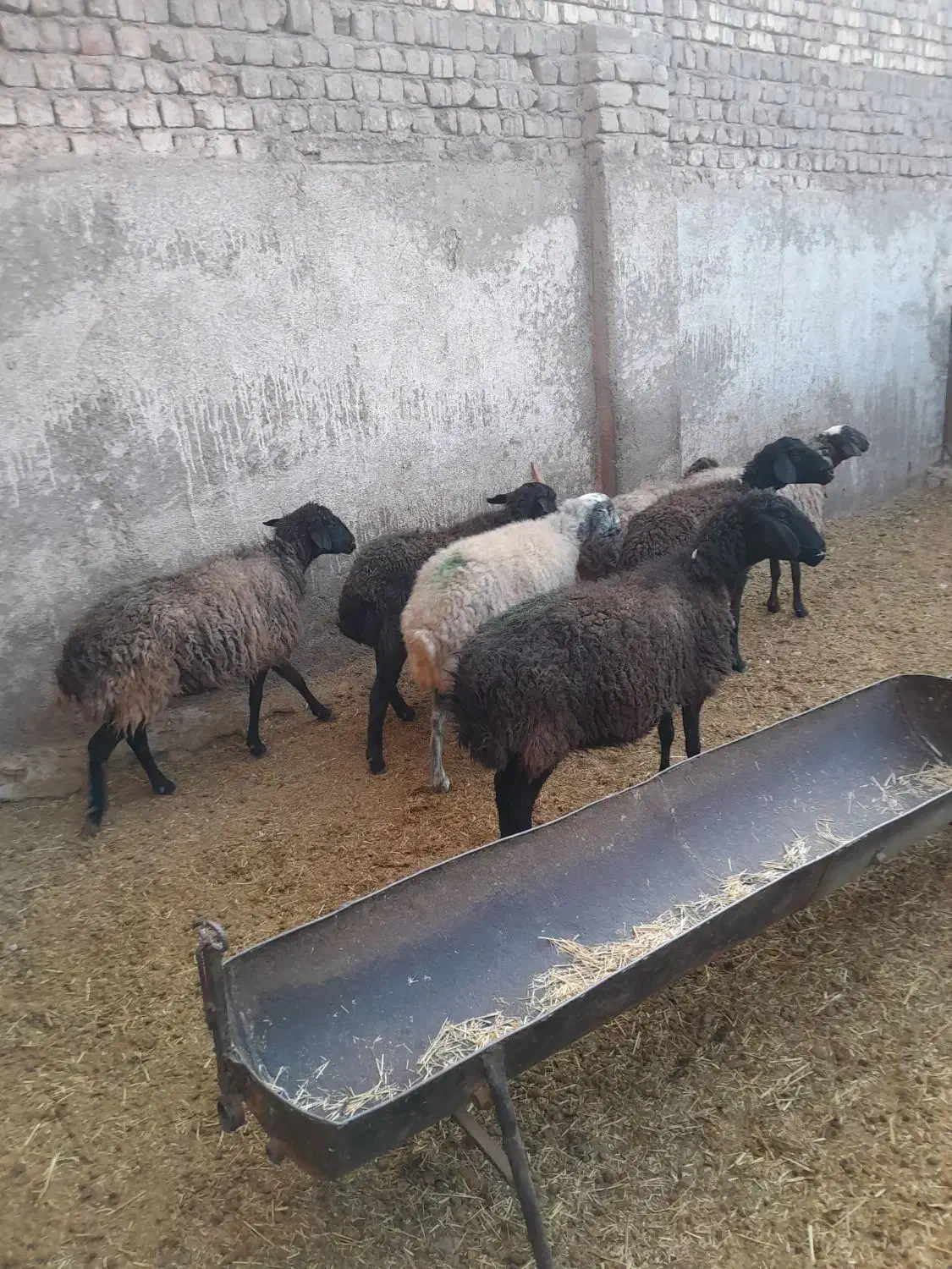 میش آبستن سنگین جوان|حیوانات مزرعه|قنوات, |دیوار