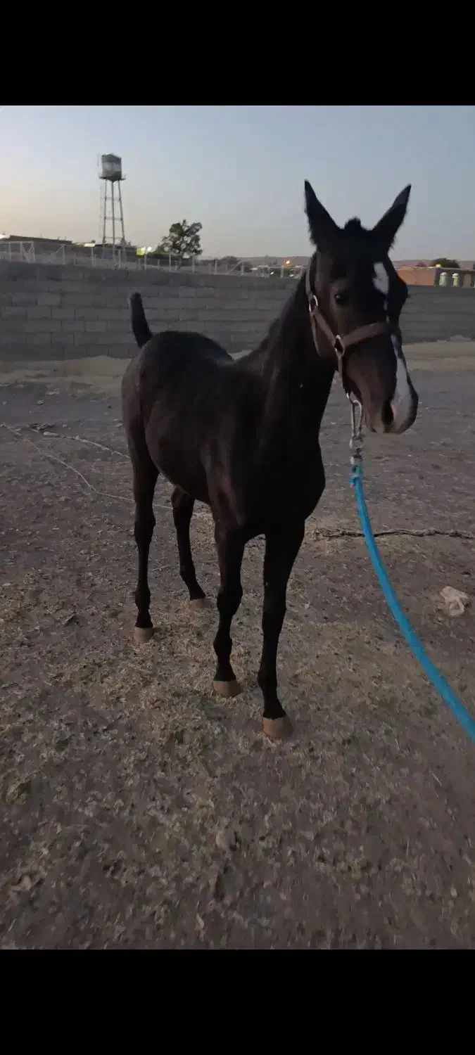 کره نریان از سیروان لارتی|اسب و تجهیزات اسبسواری|اسلامآباد غرب, |دیوار