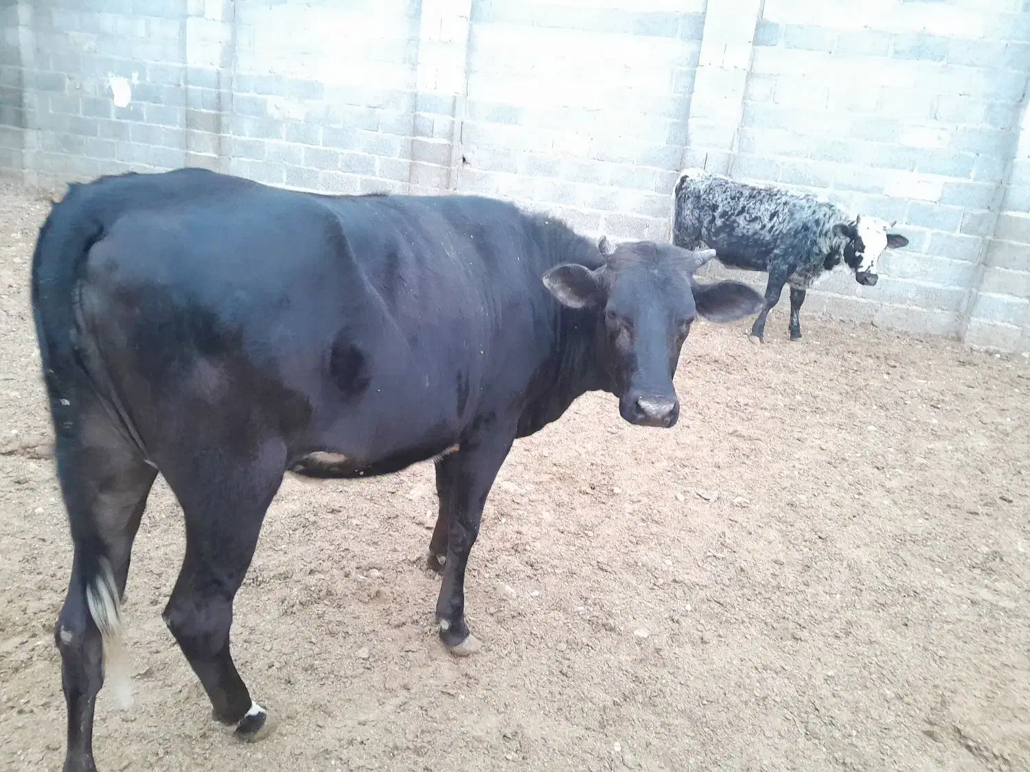 فروش دو راس گوساله ماده|حیوانات مزرعه|بستک, |دیوار