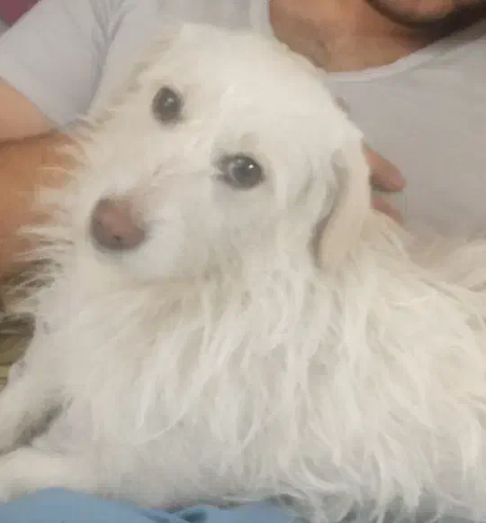 سگ گمشده|حیوانات|تهران, نارمک|دیوار