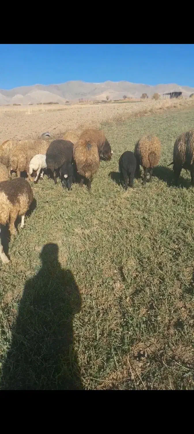 میش و بره|حیوانات مزرعه|کامیاران, |دیوار