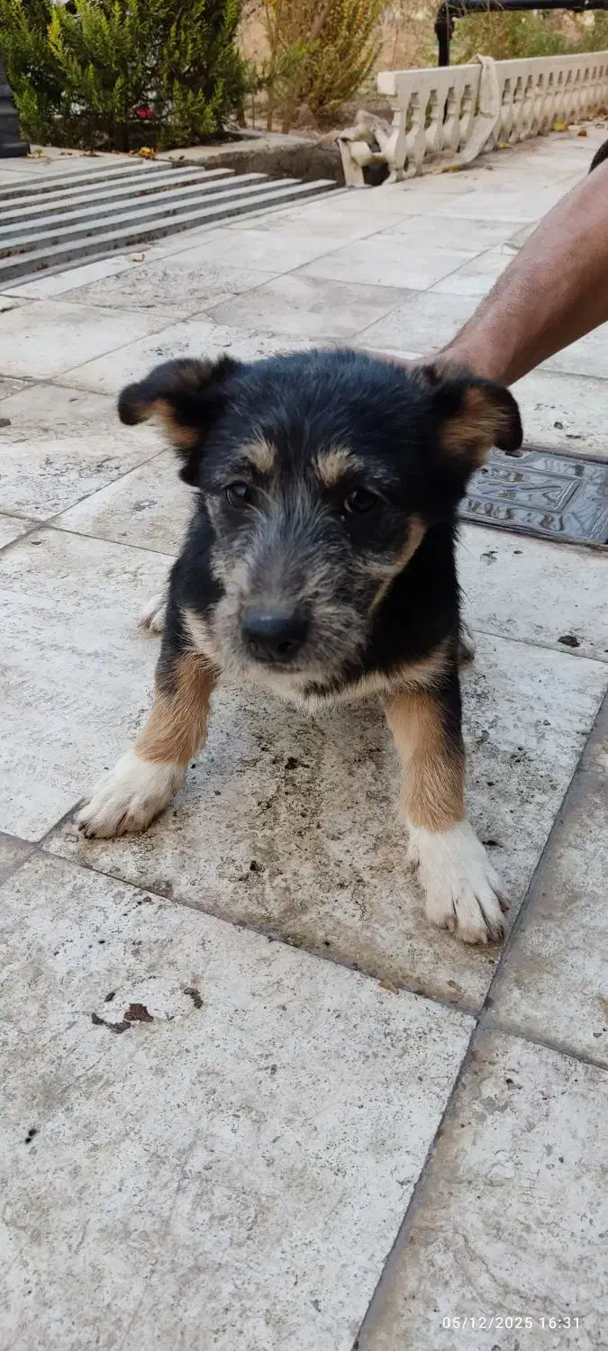 سگ دو نژاده از پاپی و ژرمن (نژاد خاص و کمیاب)|سگ|نجفآباد, گلدشت|دیوار