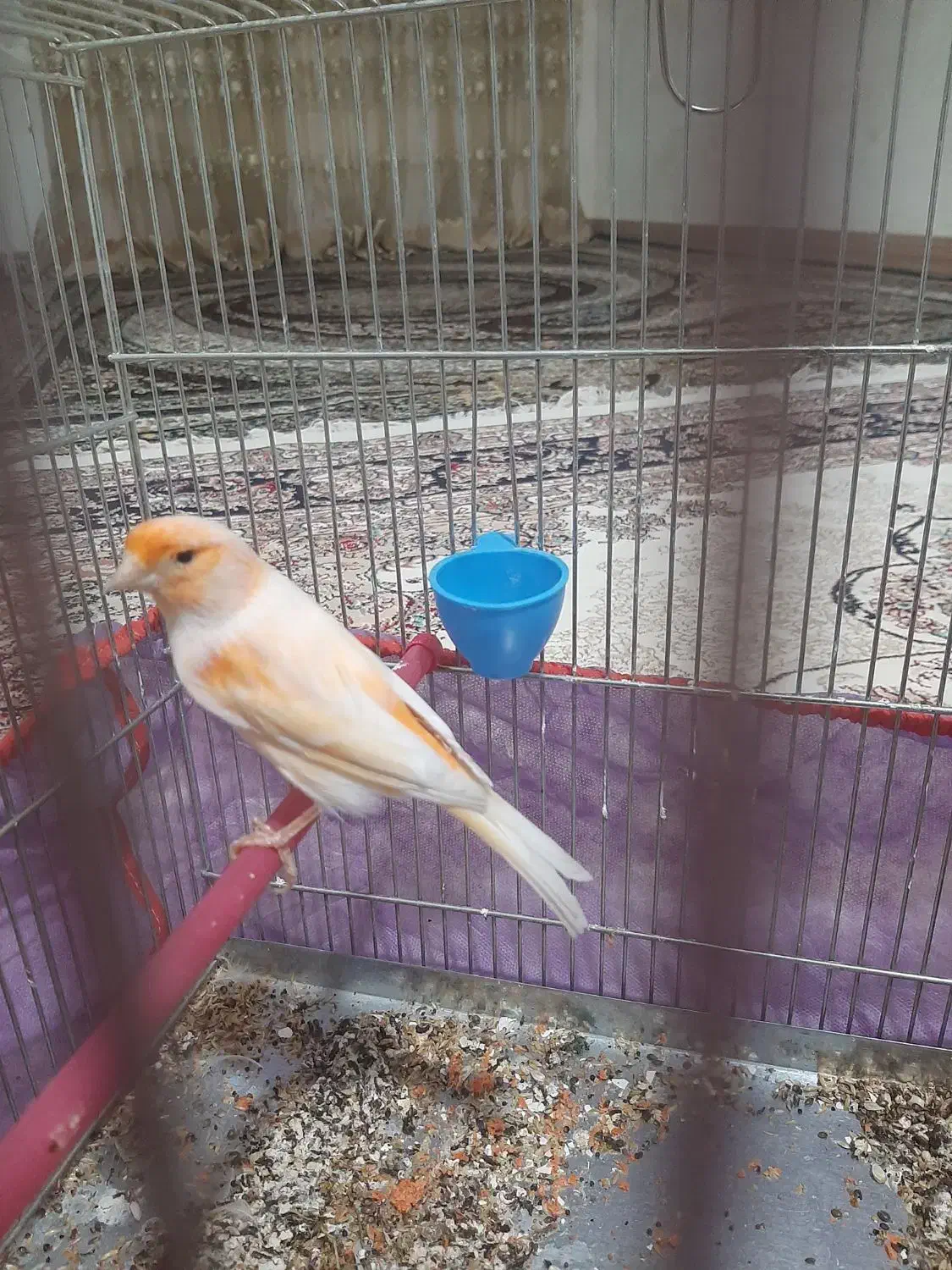 قناری چهار گل|پرنده|کوهدشت, |دیوار