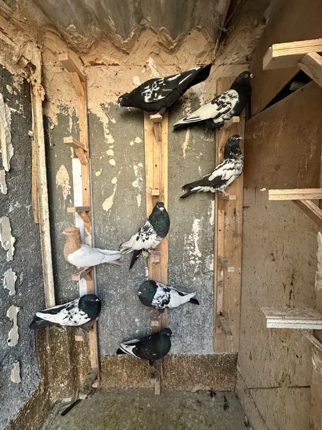 ۸ تا کفتر کله سینه پرشی|پرنده|مشهد, رضاشهر|دیوار