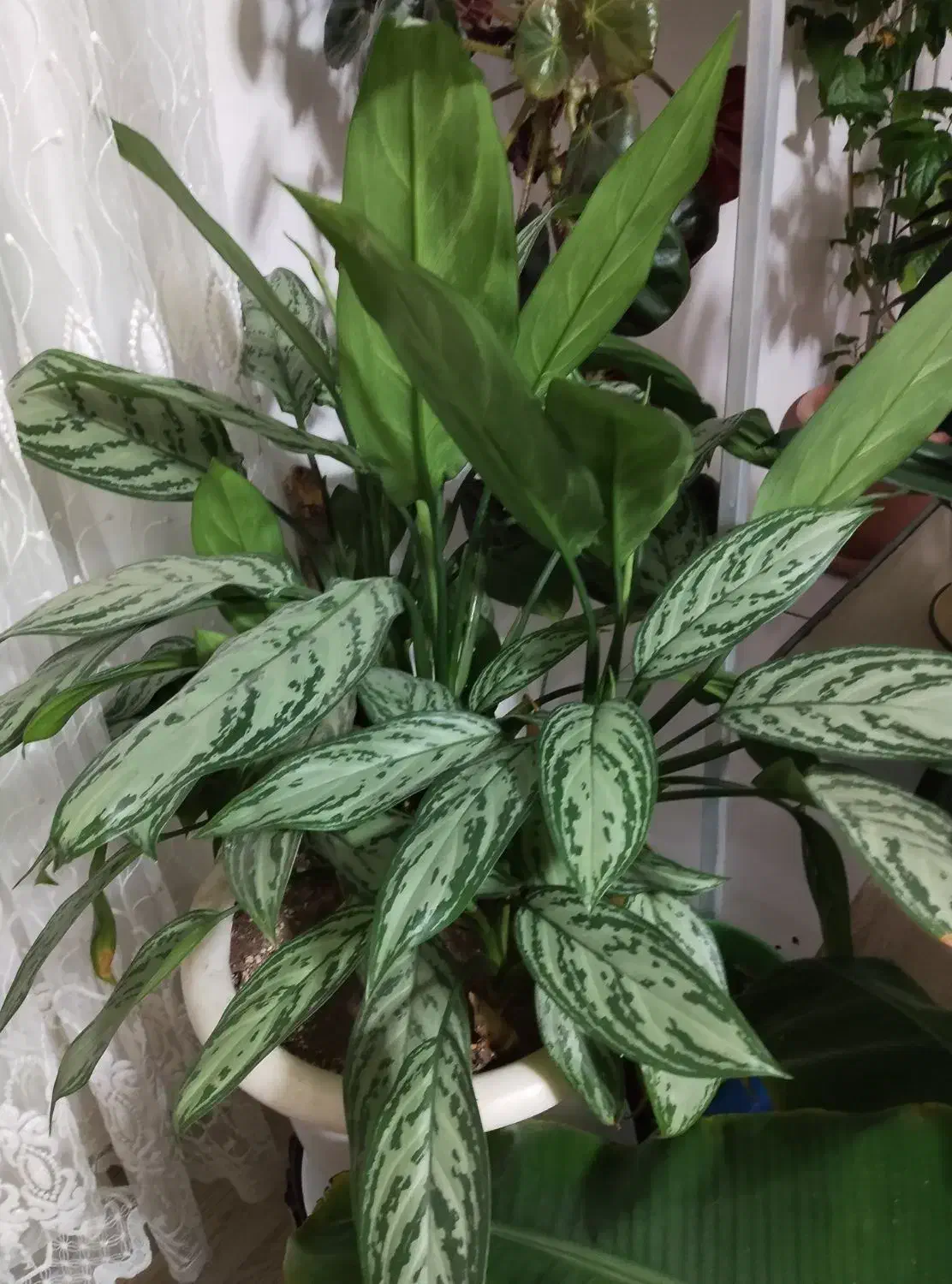 گل آگلونما|گل و گیاه طبیعی|مشگین شهر, |دیوار